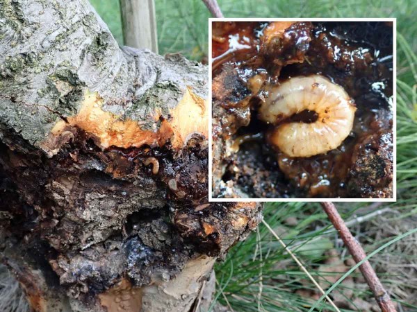 Stromy oslabené abiotickým stresem jsou příležitostí pro nesytku jabloňovou Stromy oslabené abiotickým stresem jsou příležitostí pro nesytku jabloňovou