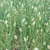 Ochrana lesknice kan&aacute;rsk&eacute; proti vyskytuj&iacute;c&iacute;m se hmyz&iacute;m &scaron;kůdcům