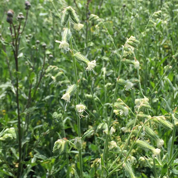 Obr. 3 Silenka nočn&iacute; (Silene noctiflora)