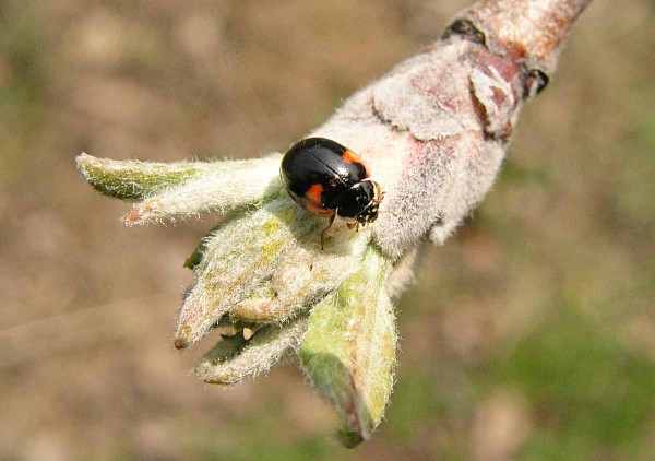 Z přirozen&yacute;ch nepř&aacute;tel můžeme mezi prvn&iacute; posly jara zařadit slun&eacute;čka - na sn&iacute;mku slun&eacute;čko dvoutečn&eacute; (Adalia bipunctata)
