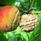 Aktu&aacute;ln&iacute; přehled ochrany zahrad, sadů a&nbsp;vinic - červen a&nbsp;červenec 2017