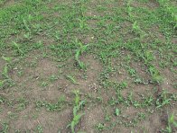 V t&eacute;to růstov&eacute; f&aacute;zi kukuřice je, pro zaji&scaron;těn&iacute; dostatečn&eacute; &uacute;činnosti, již nutn&eacute; použ&iacute;t listov&eacute;, systemicky působ&iacute;c&iacute; herbicidy