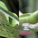 Houbov&eacute; choroby obilnin - padl&iacute;