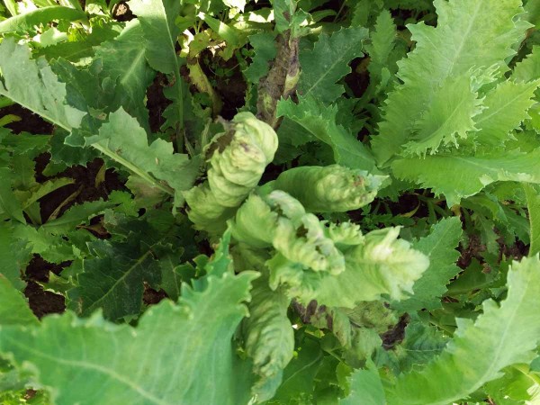 Obr. 5: Plíseň máku na listech Obr. 5: Plíseň máku na listech