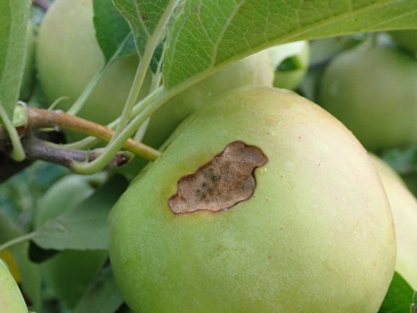 Takto hluboký požerek na plodu zřejmě způsobila housenka některého ze zástupců můr Takto hluboký požerek na plodu zřejmě způsobila housenka některého ze zástupců můr