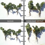 Prínos aplikácie prípravku Galleko® koreň v porastoch repky ozimnej Prínos aplikácie prípravku Galleko® koreň v porastoch repky ozimnej