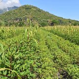 Pěstov&aacute;n&iacute; kukuřice s&nbsp;podplodinami a&nbsp;jej&iacute; stimulace v&nbsp;such&yacute;ch ročn&iacute;k&aacute;ch