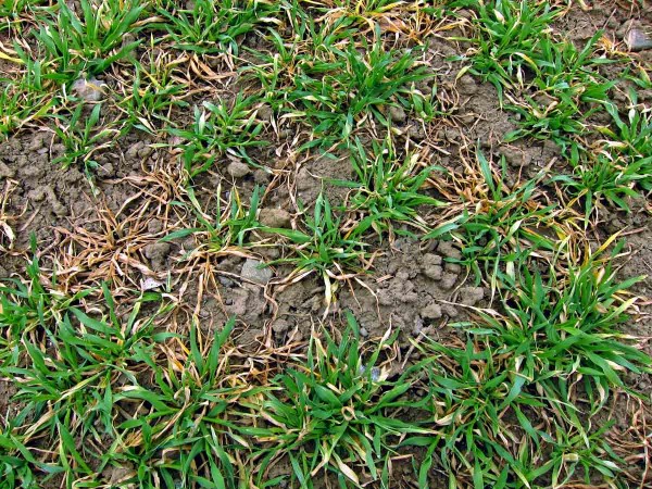 Tyfulová plísňovitost obilnin (paluška travní) Tyfulová plísňovitost obilnin (paluška travní)