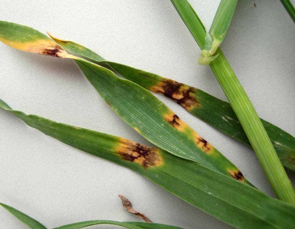 Síťovitá skvrnitost ječmene - hnědá skvrnitost Síťovitá skvrnitost ječmene - hnědá skvrnitost