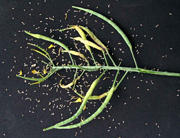 Larvičky bejlomorky kapustové na řepce Larvičky bejlomorky kapustové na řepce