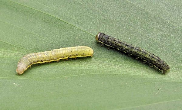 Housenky můr Housenky můr