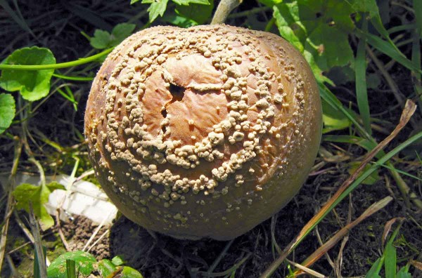 Moniliniová hniloba na jablku Moniliniová hniloba na jablku