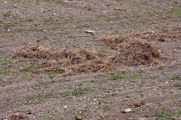 Vyvl&aacute;čen&eacute; oddenky je nutn&eacute; nechat vyschnout a&nbsp;sp&aacute;lit