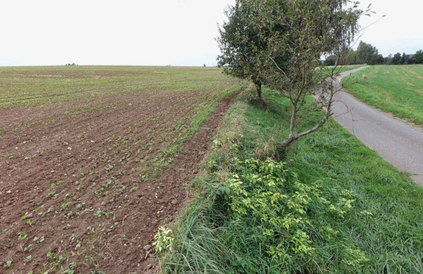 Obr. 4: Clomazonov&eacute; po&scaron;kozen&iacute; citliv&yacute;ch rostlin přilehl&eacute;ho rostlinn&eacute;ho společenstva (meze)