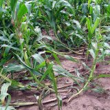 Aktu&aacute;ln&iacute; přehled ochrany poln&iacute;ch plodin - červenec a&nbsp;srpen 2017