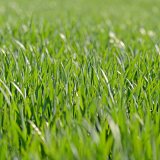 Biostimulace v&nbsp;kritick&yacute;ch obdob&iacute;ch v&yacute;nosotvorn&yacute;ch prvků