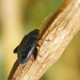 Dřepč&iacute;k olejkov&yacute; - st&aacute;le v&yacute;znamn&yacute; &scaron;kůdce řepky na podzim