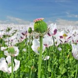 Galleko&reg; pr&iacute;pravky a&nbsp;ich pr&iacute;nos pri pestovan&iacute; maku