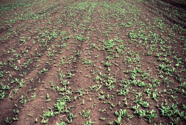 Extr&eacute;mn&iacute; zaplevelen&iacute; plevelnou řepou, ř&aacute;dky vyset&eacute; cukrovky nejsou vůbec patrn&eacute;