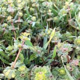 Zaplevelen&iacute; jarn&iacute;ho ječmene a&nbsp;posklizňov&eacute; hospodařen&iacute;