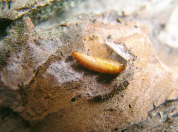 Obaleč jablečný přezimuje jako L5 housenka v kokonech, kuklí se přibližně na přelomu dubna a května Obaleč jablečný přezimuje jako L5 housenka v kokonech, kuklí se přibližně na přelomu dubna a května