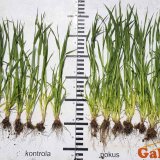 Galleko v porastoch jarného jačmeňa Galleko v porastoch jarného jačmeňa