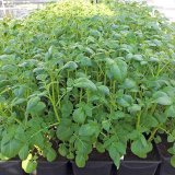 Vliv vodn&iacute;ho stresu na vodn&iacute; režim brambor