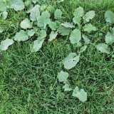 Možnosti regulace jednoděložných plevelů a výdrolu v řepce ozimé Možnosti regulace jednoděložných plevelů a výdrolu v řepce ozimé