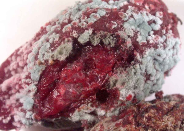 Penicillium sp. na plodu