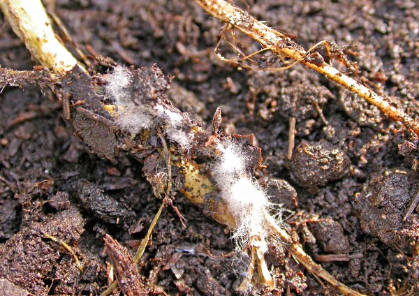 Rhizopus sp. na kořeni