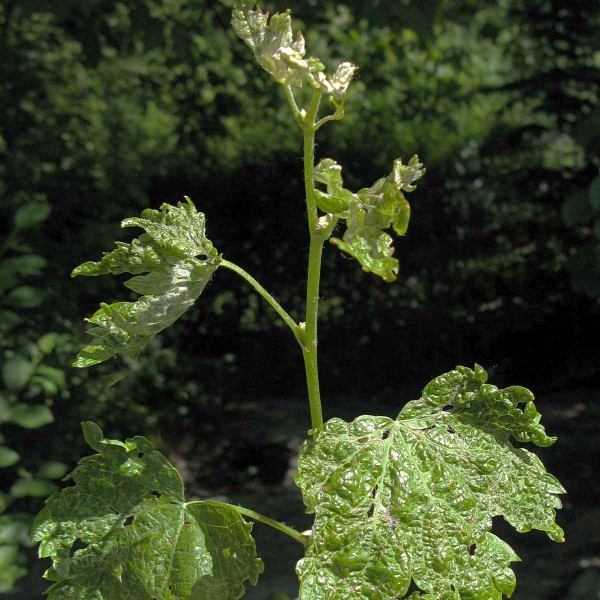 Kadeřavost révy (akarinóza) způsobuje hálčivec révový Kadeřavost révy (akarinóza) způsobuje hálčivec révový