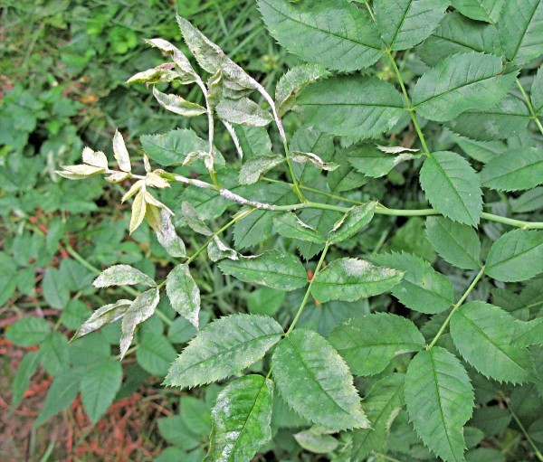 Padlí růžové Padlí růžové