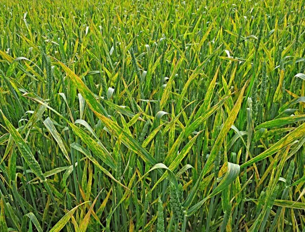 Rez plevová - žlutá rzivost pšenice v porostu Rez plevová - žlutá rzivost pšenice v porostu