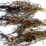 Biologick&aacute; ochrana rostlin s&nbsp;využit&iacute;m mykoparazitick&yacute;ch hub