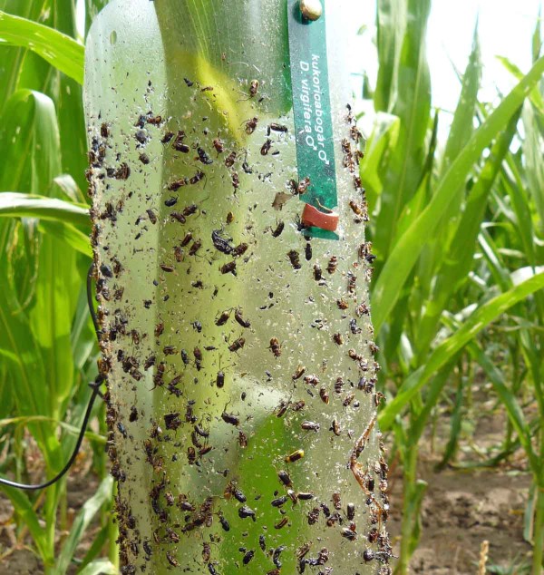 Obr. 5: Monitoring b&aacute;zlivce - feromonov&yacute; lap&aacute;k