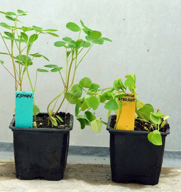 Obr. 3: Komonice b&iacute;l&aacute; o&scaron;etřen&aacute; př&iacute;pravkem Starane Forte