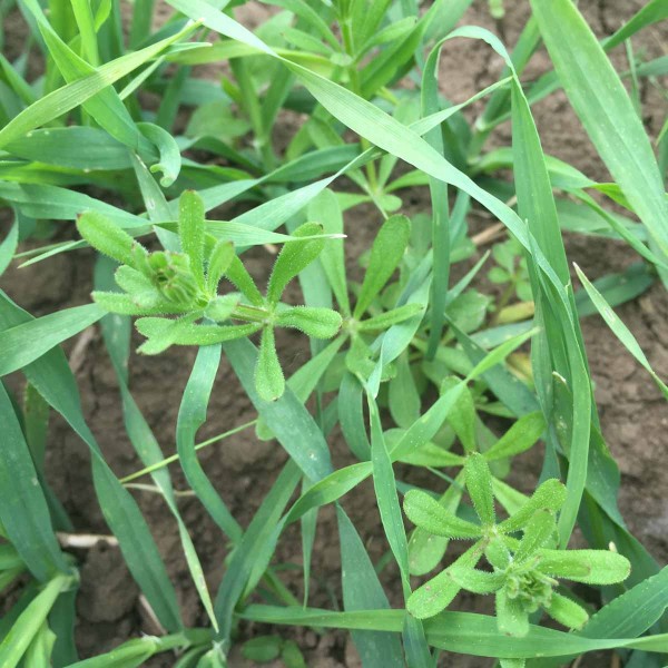 Sv&iacute;zel př&iacute;tula (Galium aparine) je původn&iacute; druhy apofyt