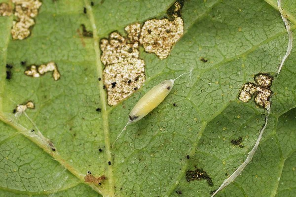 Kokon lumč&iacute;ka ve stočen&eacute;m listu