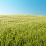 Čist&eacute; pole je vizitkou každ&eacute;ho pěstitele