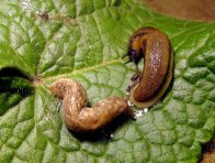 Plzák španělský Plzák španělský