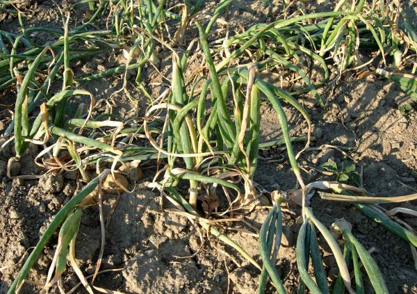 Plíseň česnekovitých (plíseň cibule) Plíseň česnekovitých (plíseň cibule)