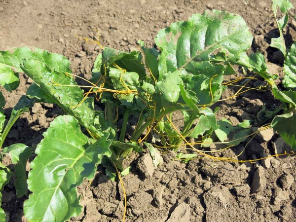 Kokotice ladn&iacute; na cukrovce (Srbsko)