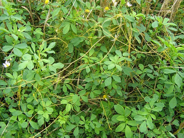 Kokotice ladn&iacute; na vojtě&scaron;ce v&nbsp;roce v&yacute;sevu plodiny