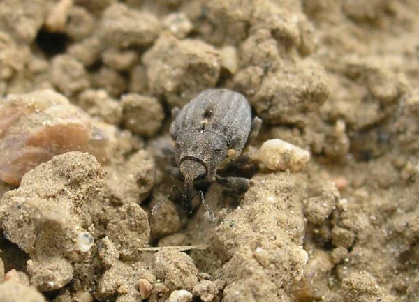 Obr. 1: Krytonosec kořenov&yacute;