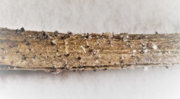 Čern&eacute; pyknidy Phomopsis levandulae na stonku