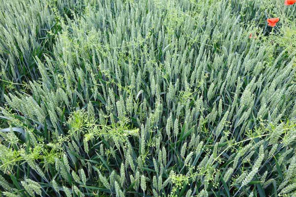 Obr. 3: V&nbsp;důsledku vydatn&yacute;ch sr&aacute;žek v&nbsp;průběhu leto&scaron;n&iacute;ho května do&scaron;lo na řadě lokalit k&nbsp;zesl&aacute;bnut&iacute; rezidu&aacute;ln&iacute; &uacute;činnosti podzimn&iacute;ch herbicidů a&nbsp;regeneraci, či vzejit&iacute; nov&yacute;ch rostlin sv&iacute;zele př&iacute;tuly, kter&eacute; se dok&aacute;zaly velmi rychle uplatnit v&nbsp;pomalu se vyv&iacute;jej&iacute;c&iacute;ch porostech ozim&eacute; p&scaron;enice