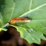 Př&iacute;rodn&iacute; l&aacute;tka v&nbsp;boji proti slim&aacute;kům a&nbsp;plz&aacute;kům - Ironmax Pro