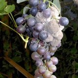 Aktu&aacute;ln&iacute; přehled ochrany zahrad, sadů a&nbsp;vinic - červen a&nbsp;červenec 2018