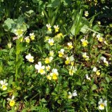 Možnosti herbicidní ochrany ozimé řepky v podzimním období Možnosti herbicidní ochrany ozimé řepky v podzimním období