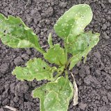 Ochrana cukrovky proti &scaron;kůdcům po roce 2019